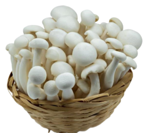 Mushroom Cultivation